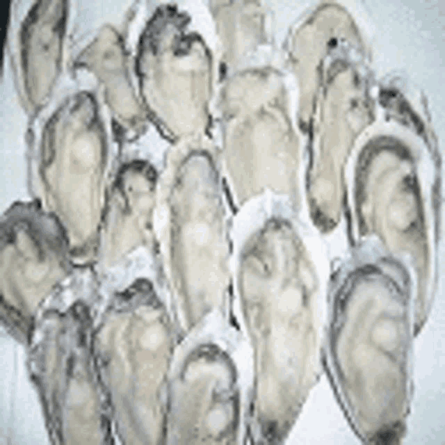 a bunch of oysters sitting on top of each other on a white surface .