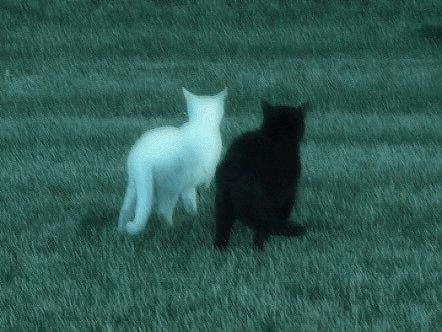 a white cat and a black cat are standing next to each other in a grassy field .