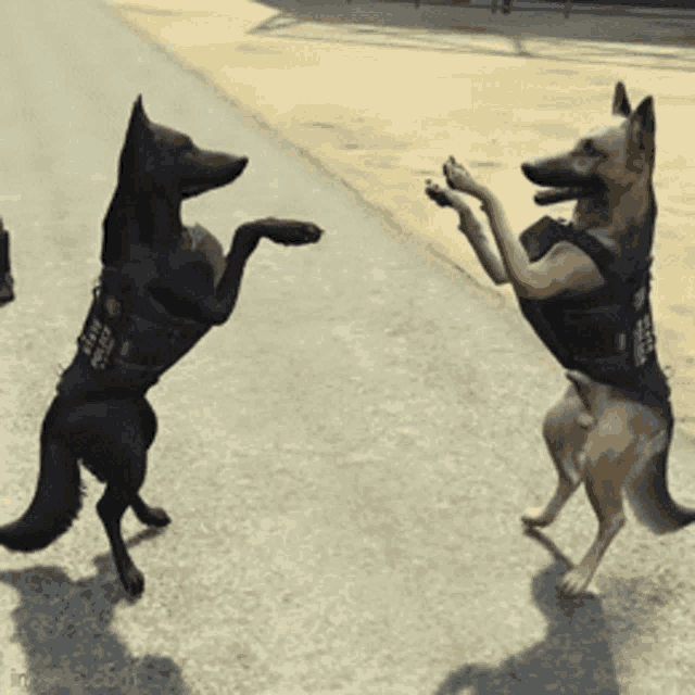 two police dogs are standing on their hind legs on a street