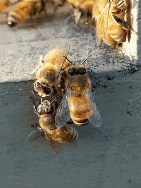 a group of bees are gathered on a concrete surface and one of them has a yellow stripe on it