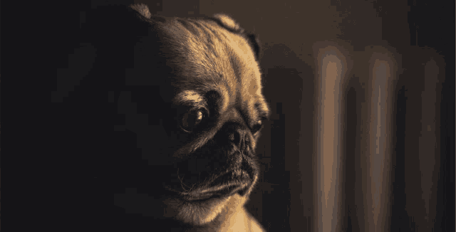 a close up of a pug dog 's face in the dark