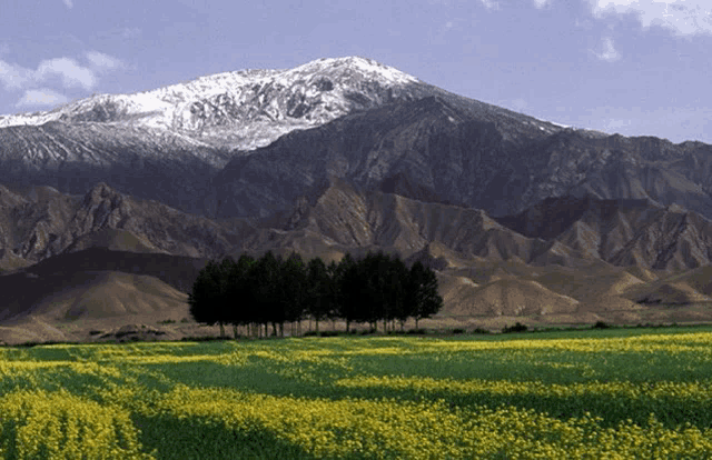 a field of yellow flowers with trees in the background and mountains in the background