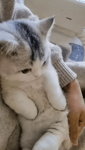 a person is holding a kitten in their arms and it looks like a tiger .