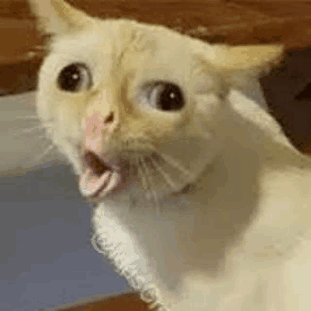 a close up of a white cat with its mouth open and a surprised look on its face .