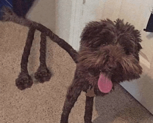 a small brown dog with a pink tongue sticking out is standing on a carpeted floor .