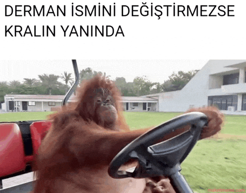 a picture of an orangutan driving a golf cart with the words derman ismini degistirmezse kralin yaninda