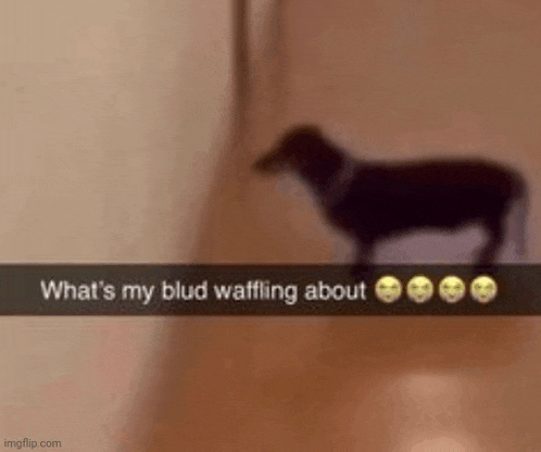 a dog is standing next to a wall with a caption that says `` what 's my blud waffling about ''