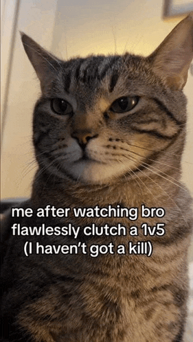 a cat with a caption that says " me after watching bro flawlessly clutch a 1v5