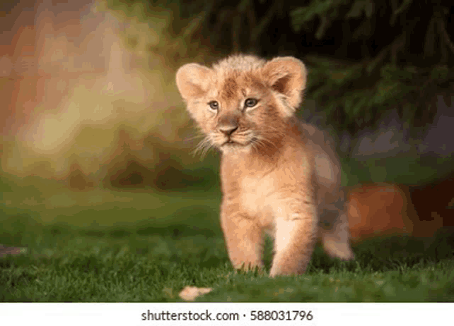 a small lion cub is walking on the grass .