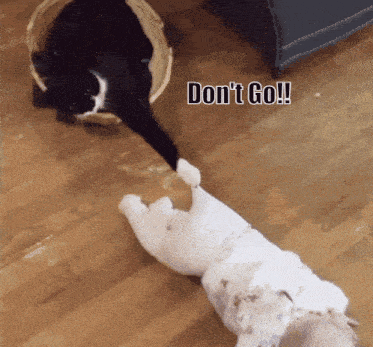 a black and white cat laying on the floor next to a white dog with the words " don 't go " written on the bottom