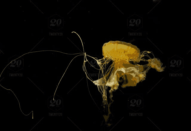 a yellow jellyfish is swimming in the dark water