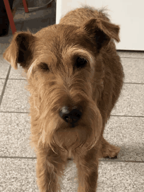 a close up of a dog 's face looking at the camera