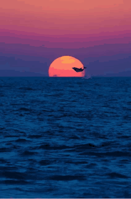 a whale is jumping into the ocean at sunset .