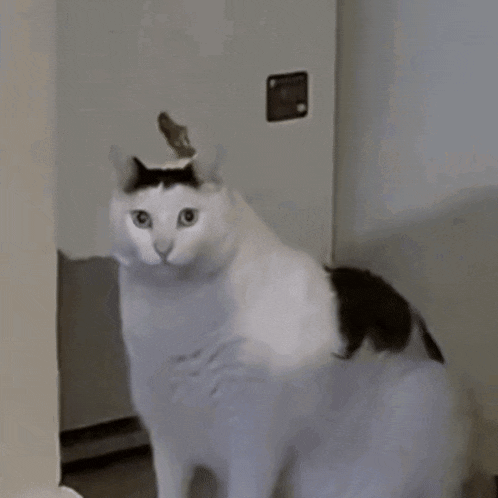 a black and white cat is standing in front of a refrigerator and looking at the camera with its mouth open .