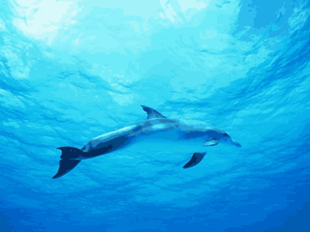 a dolphin is swimming in the blue water