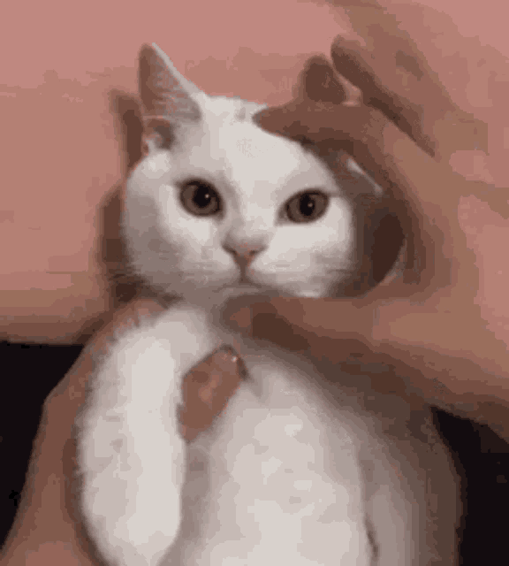 a person is petting a white cat 's head .