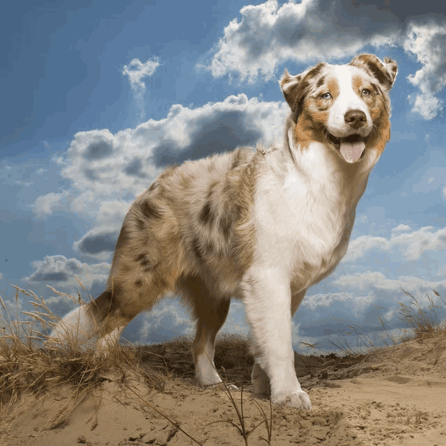 a brown and white dog with its tongue hanging out standing in the sand