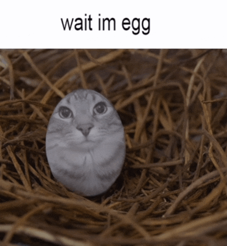 a picture of a cat in a nest with the words wait im egg above it