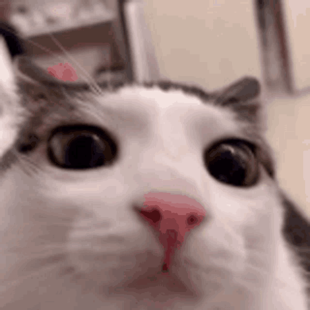 a close up of a white and gray cat looking at the camera .