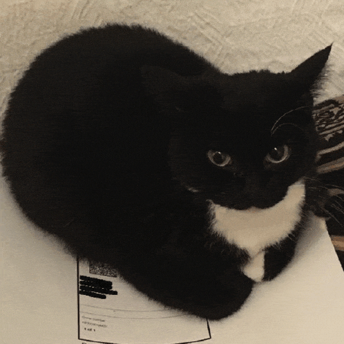 a black and white cat is laying on a piece of paper