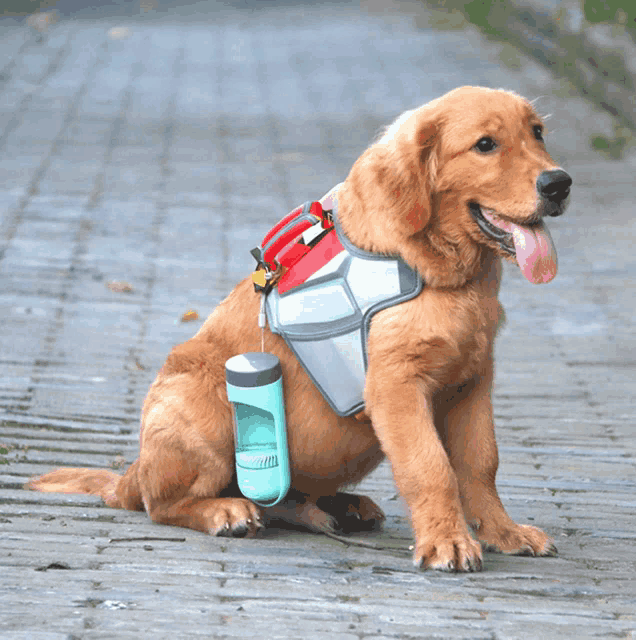 a dog wearing a harness with a bottle attached to its back