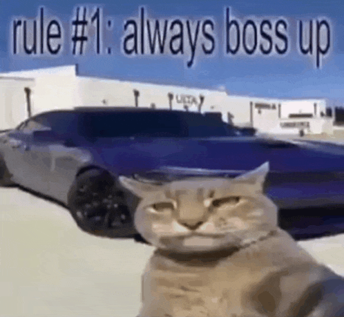 a cat is sitting in front of a purple car with the words `` rule # 1 : always boss up '' written on it .