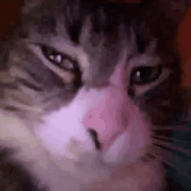 a close up of a cat 's face with a pink nose and purple eyes .