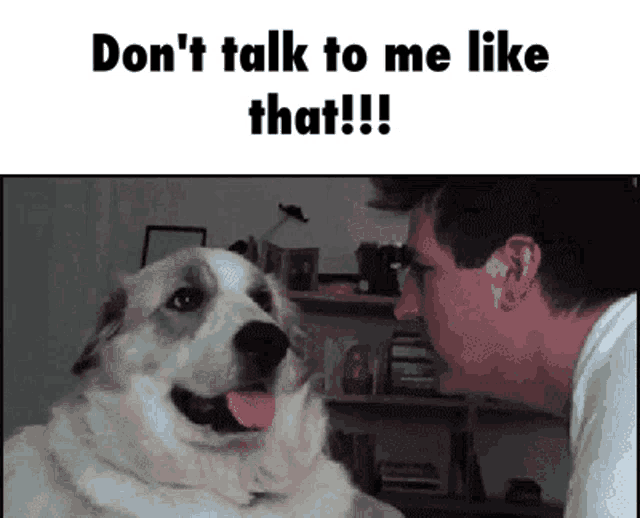 a man and a dog are looking at each other with a caption that says " don 't talk to me like that "