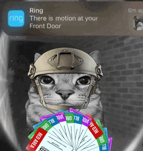 a cat wearing a helmet is holding a fan of cards that say ring