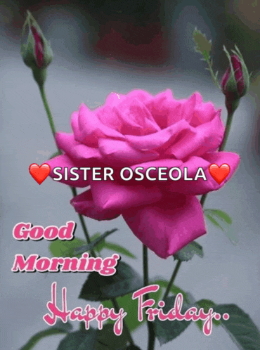 a pink rose with the words sister osceola good morning and happy friday