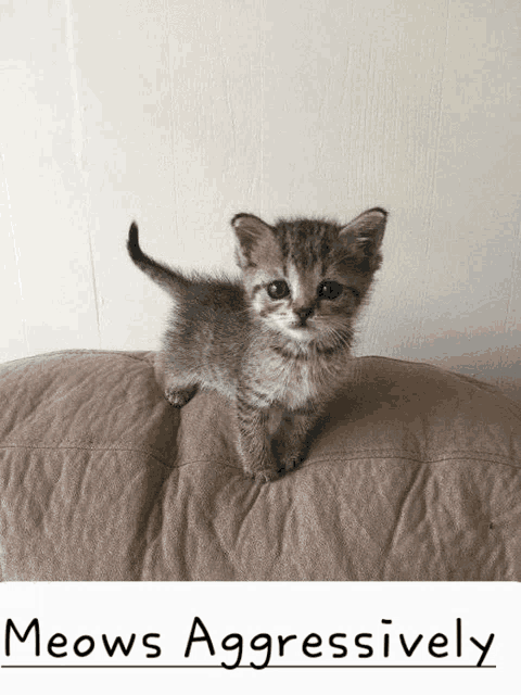 a small kitten is sitting on a brown pillow with the words meows aggressively below it