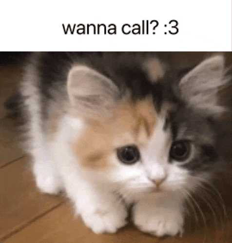 a calico kitten is sitting on a wooden floor with a caption that says `` wanna call ? ''