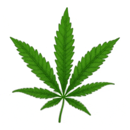 a marijuana leaf with a white background