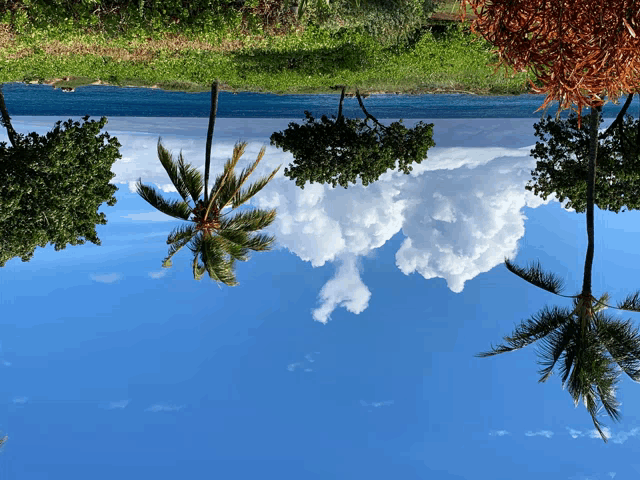 an upside down picture of palm trees and clouds