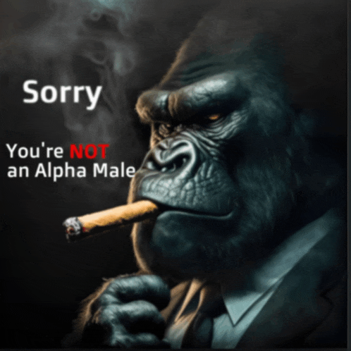 a gorilla in a suit smoking a cigar with the words sorry you 're not an alpha male below it