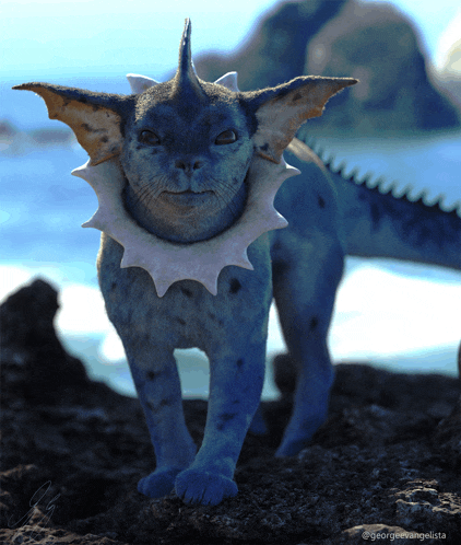 a blue cat with a white collar is standing on a rock by the ocean