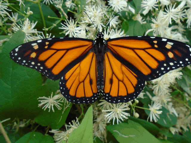 a butterfly is sitting on a white flower