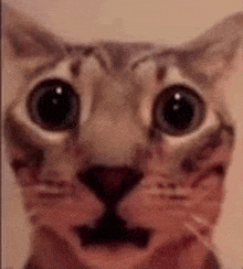 a close up of a cat 's face with big eyes and a surprised look on its face .