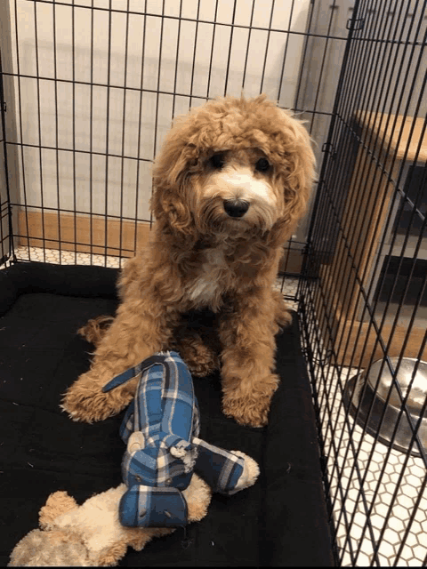 a small dog sitting in a cage next to a toy