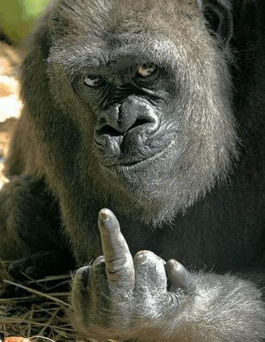 a gorilla is laying on the ground and making a middle finger sign .