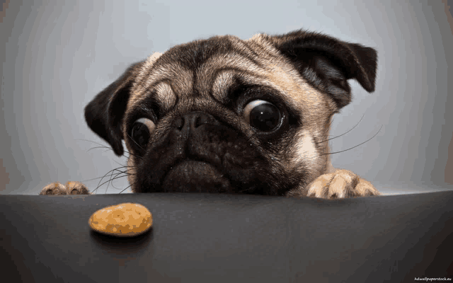 a pug dog peeking over a table with a cookie in the background