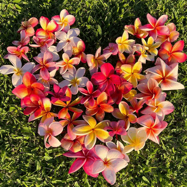 a heart made of pink and yellow flowers on the grass