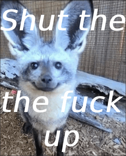 a picture of a fox with the words shut the the fuck up below it