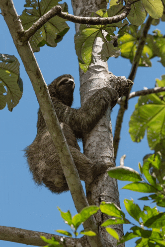 a sloth climbing a tree with a blue sky behind it