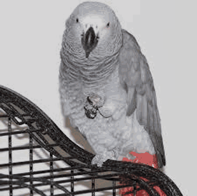 a gray parrot is sitting on a perch in a cage and looking at the camera .