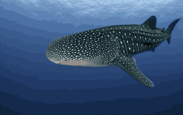 a whale shark is swimming in the ocean looking at the camera