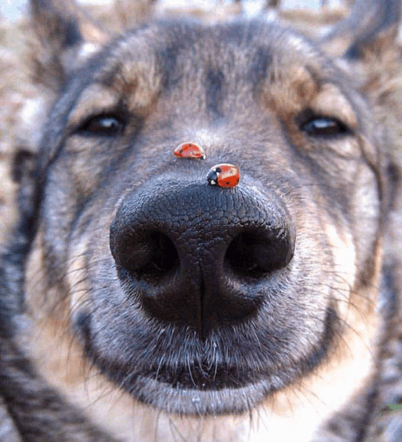 a close up of a dog with ladybugs on it 's nose