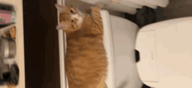 an orange and white cat sitting on a toilet