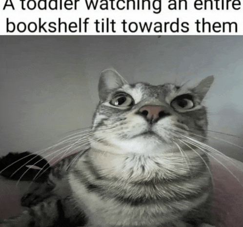 a cat with a caption that says " a toddler watching an entire bookshelf tilt towards them "