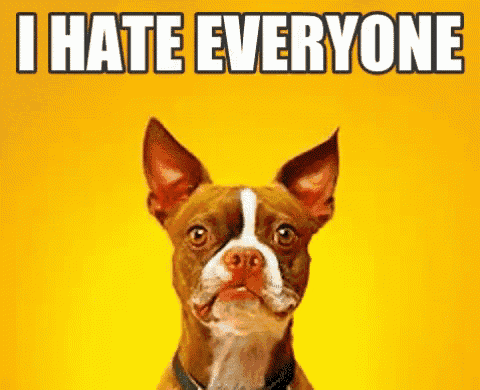 a brown and white dog is sitting in front of a yellow background that says i hate everyone .